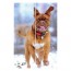Foto op hout 20 x 30 cm
