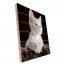 Foto op hout 60 x 60 cm